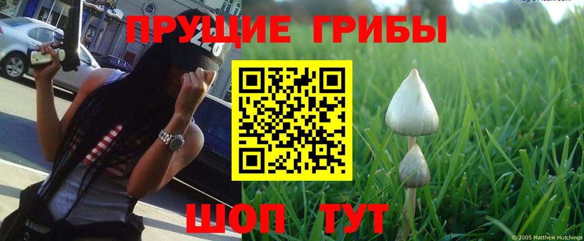 Кизляр  Галлюциногенные грибы Psilocybine cubensis  закладка  Вход с VPN 